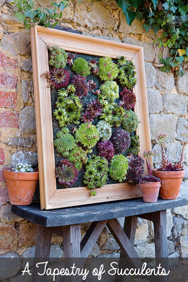 Turn succulents into living wall art with this picture frame projects. Sempervivums, also known as hens and chicks, are the perfect drought-tolerant choice for this creative gardening project. This tutorial is an excerpt from the wonderful new book, Gardening on a Shoestring: 100 Fun Upcycled Garden Projects by Alex Mitchell.