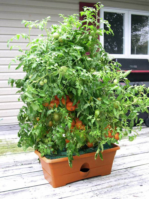 growbox-self-watering-planter-png-650x0_q70_crop-smart