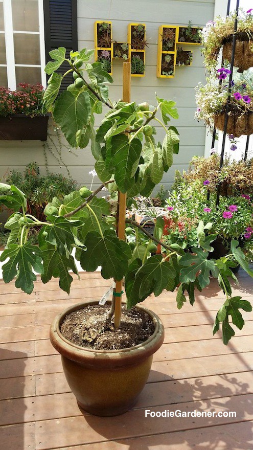 fig-tree-with-fruit-in-container-foodie-gardener-shirley-bovshow