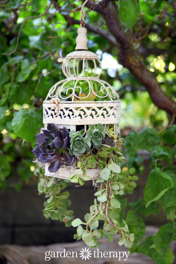 make-this-birdcage-succulent-planter