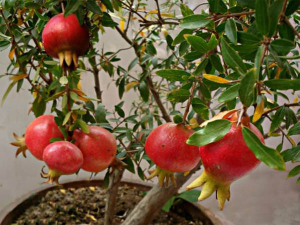 growing-pomegranates-in-containers_mini