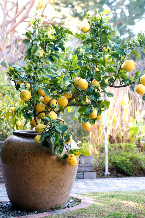 lemon-tree-container-11-550x830