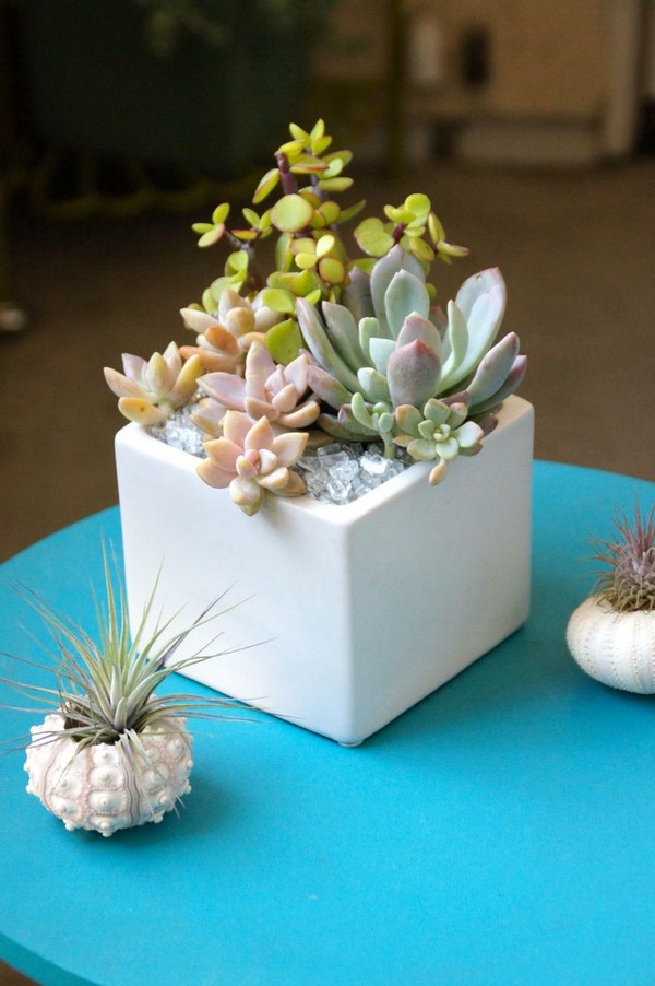 Cute Tiny Succulent Planters That You Will Instantly Fall 