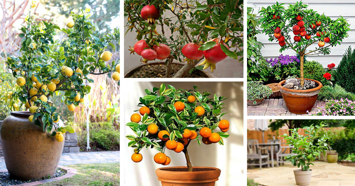 Absolutely Stunning Fruit Trees That Grow Great In Containers The Art In Life 