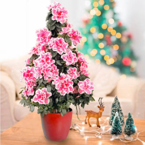 10 Wonderful And Popular Christmas Plants For More Beautiful Home - The ...